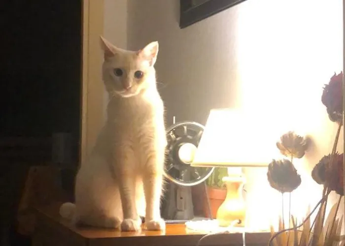 Tonino ホームステイ テンピオ・パウザーニア