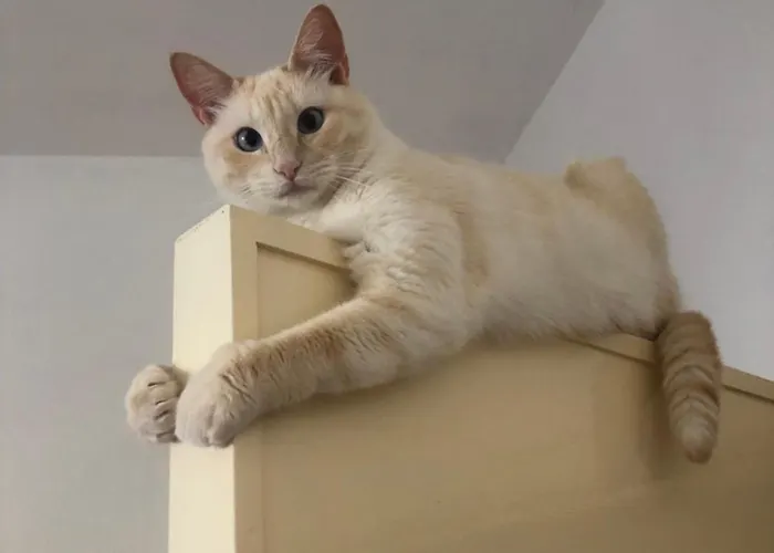 ホームステイ Tonino *